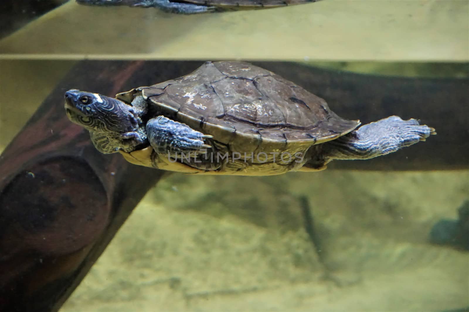 A false map turtle swimming and shimering blue