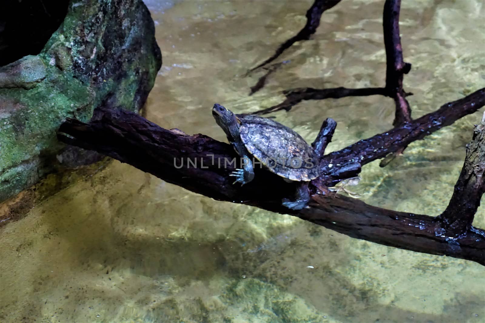 A false map turtle sitting on a branch