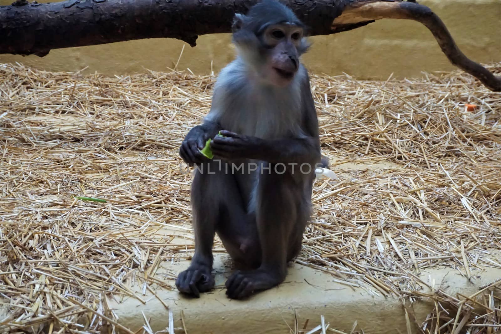 Sooty mangabey sitting on a stone eating by pisces2386