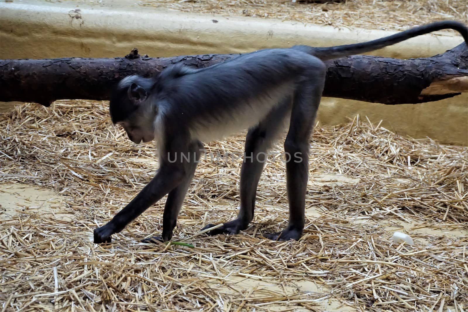 Sooty mangabey looking for food in the straw by pisces2386