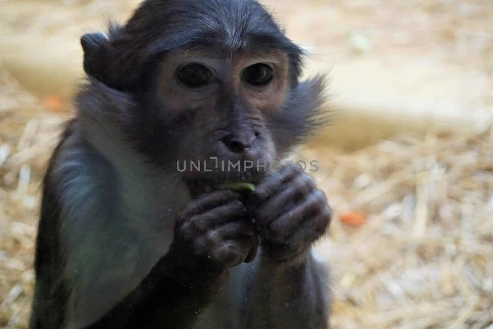 Close-up photo of a sooty mangabey that is eating