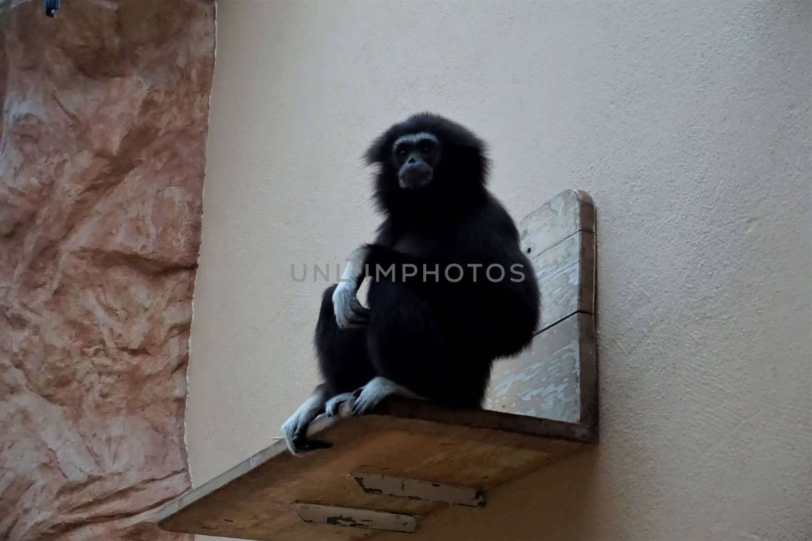 Black lar gibbon sitting on bench looking by pisces2386