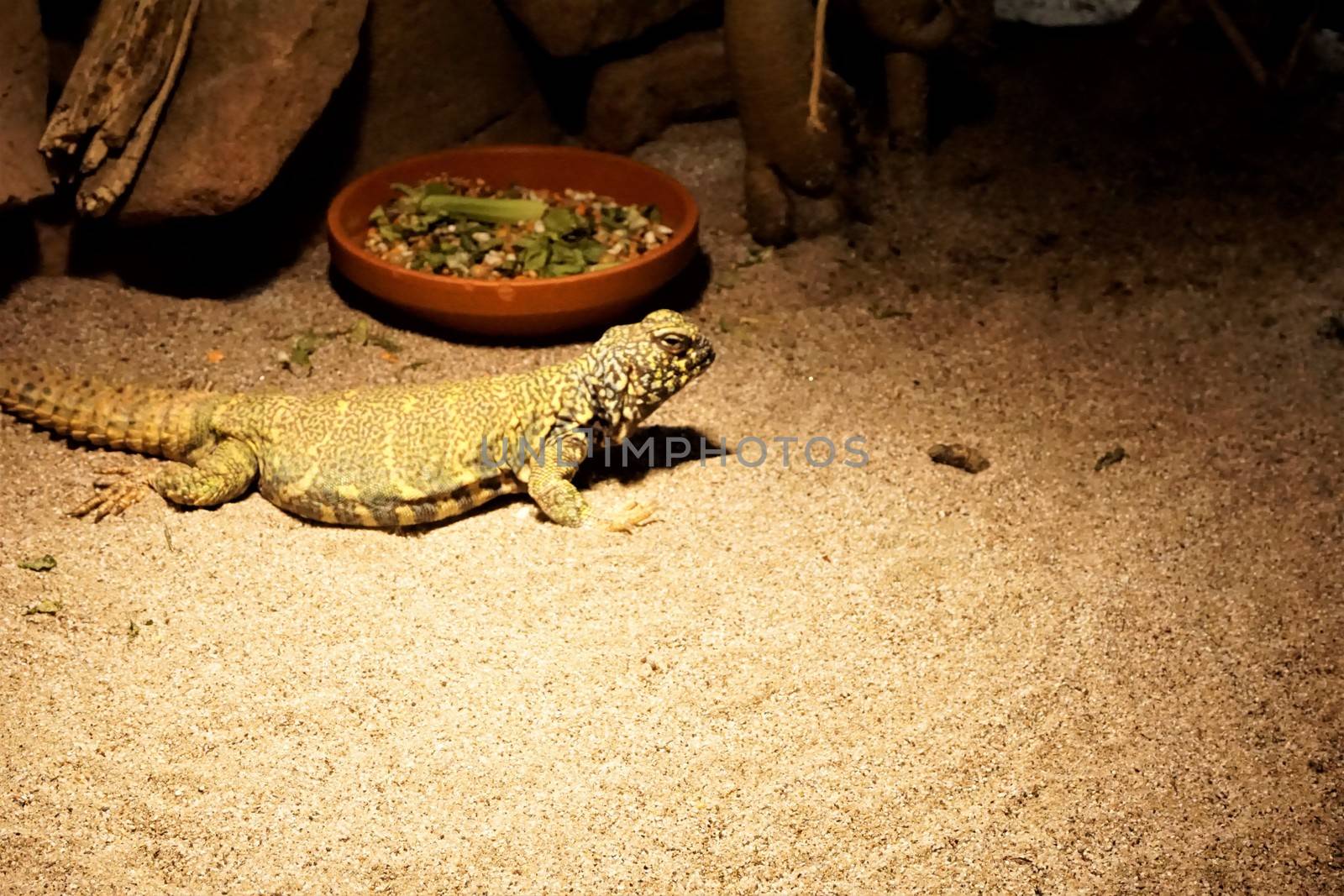 An ornate mastigure in the sand in front of food