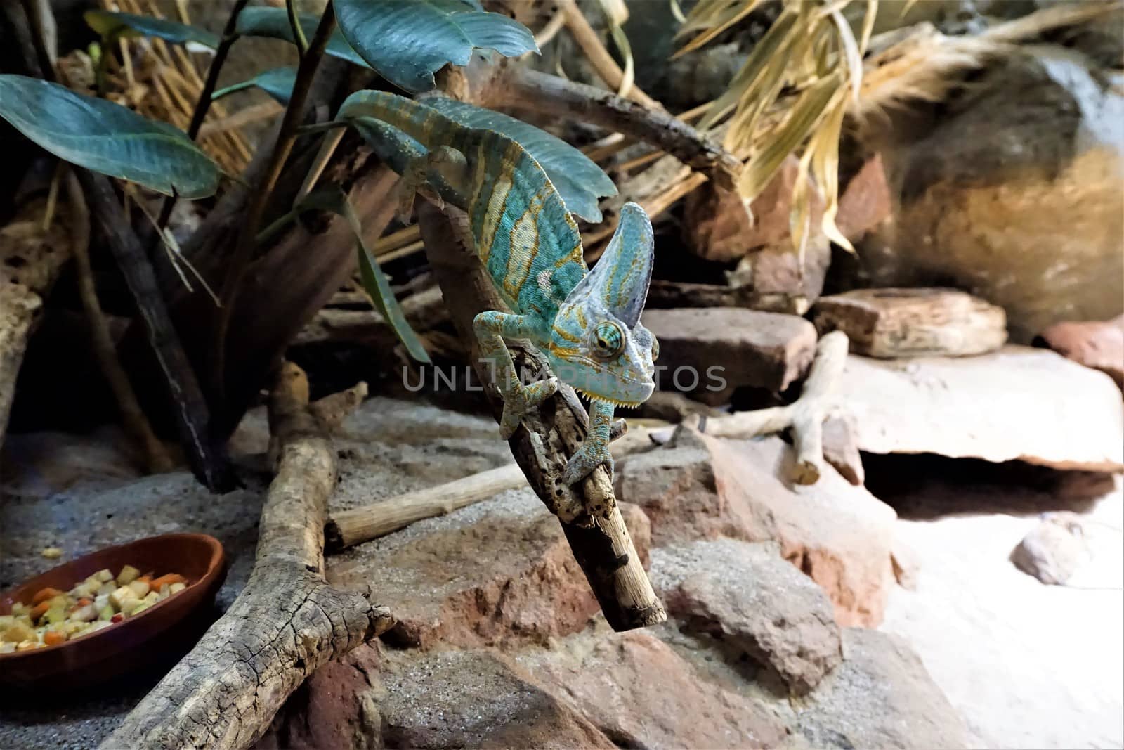 Photo of a veild chameleon looking for food