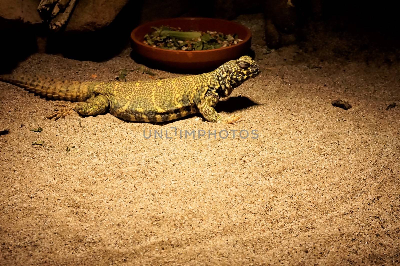 Uromastyx ornata laying in the sand by pisces2386