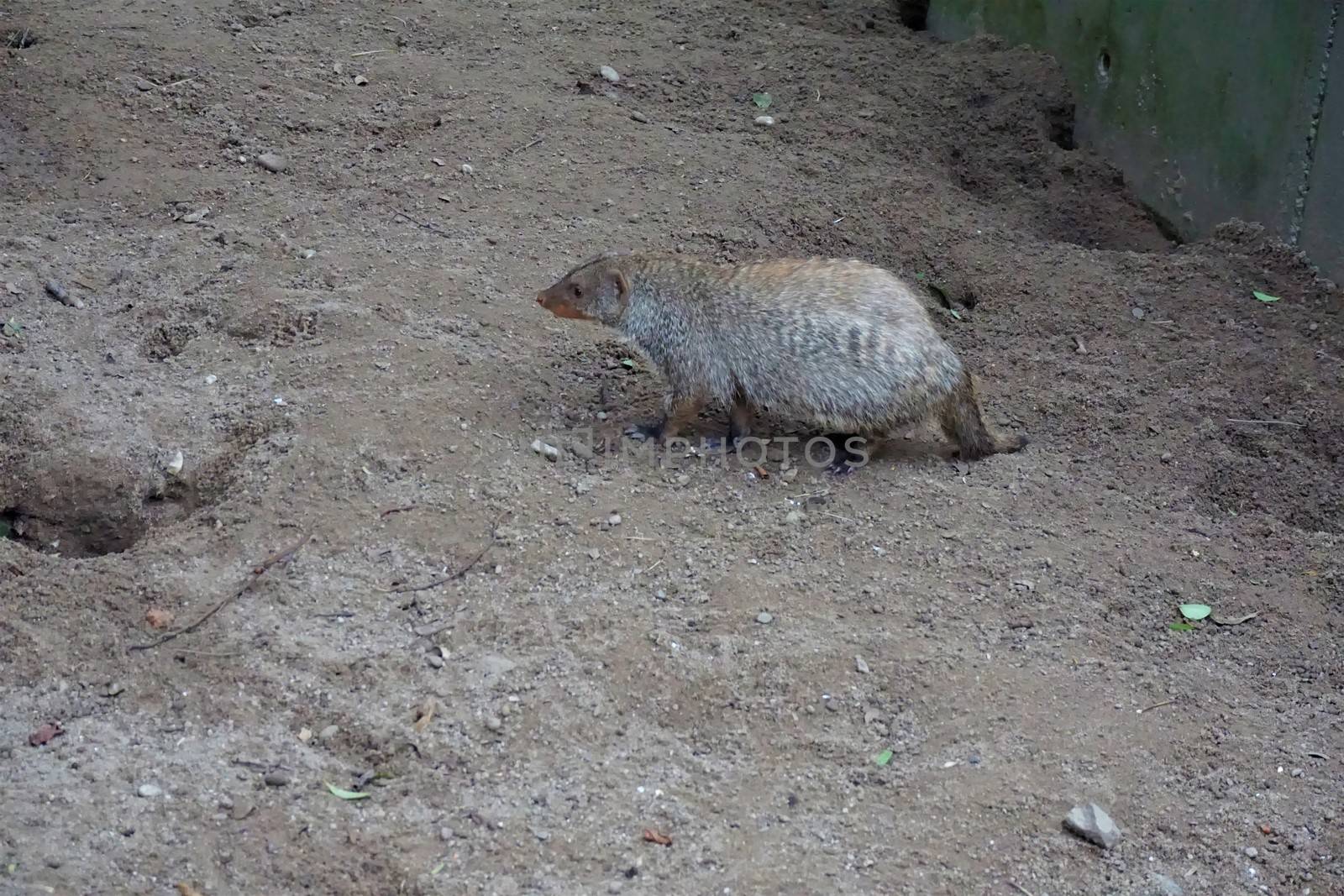 Photo of a banded mongoose walking in the sand