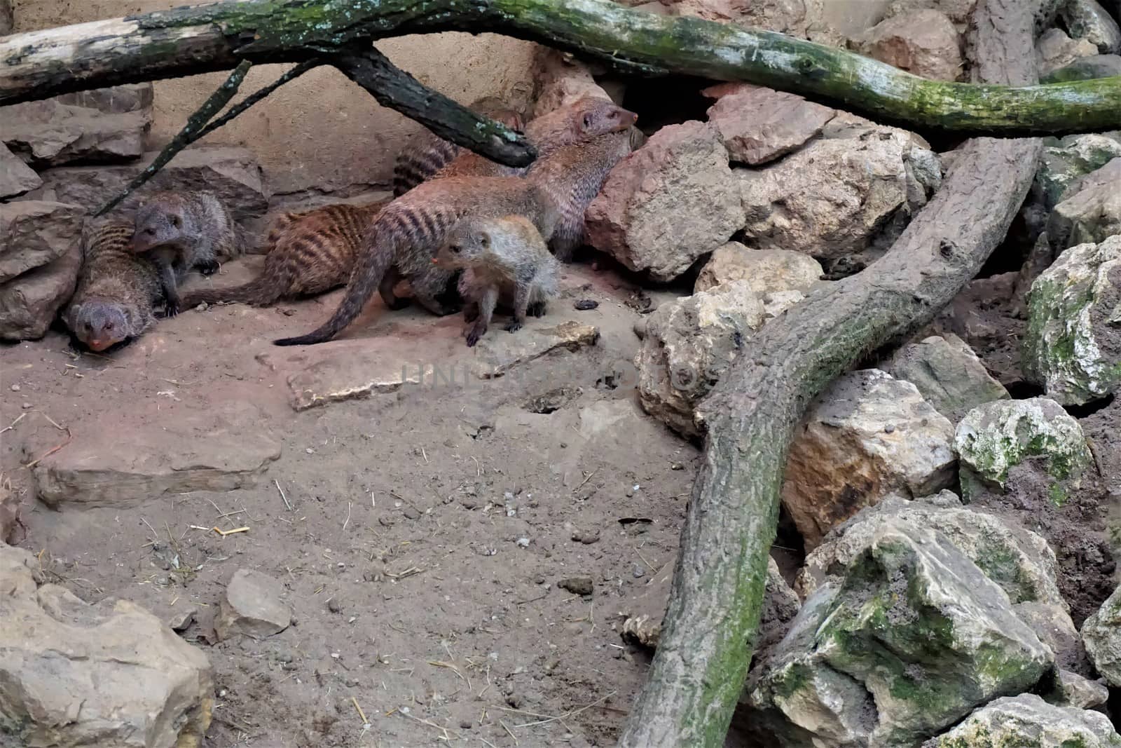 Photo of a banded mongoose family hiding under branches and rocks