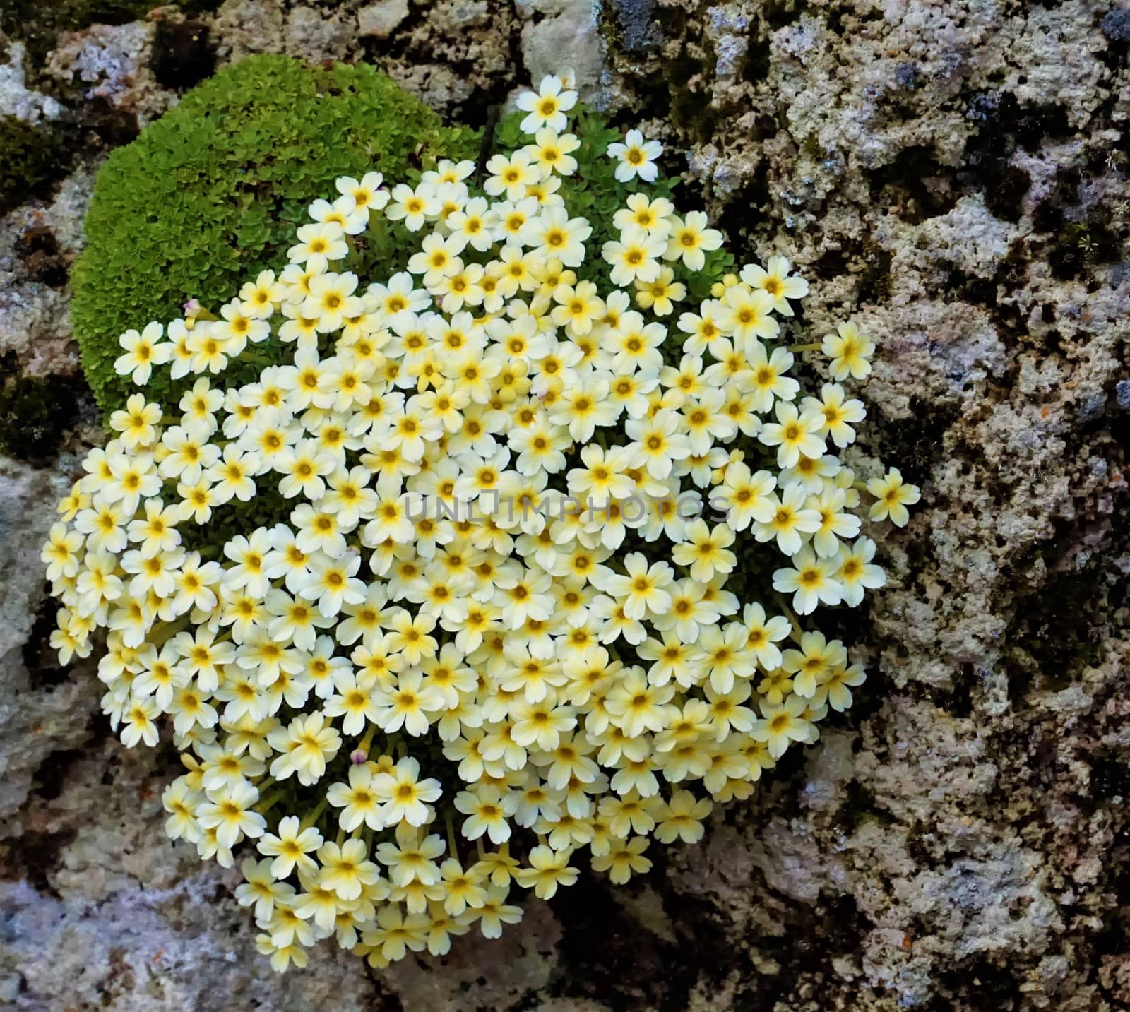 Close up of yellow Dionysia Marika flower