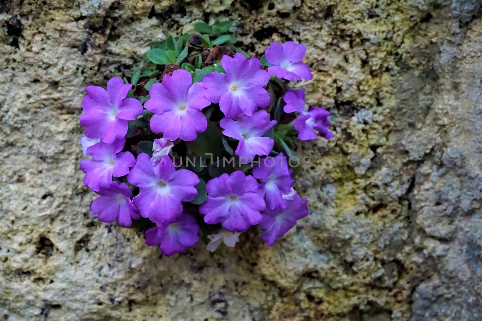 Purple Primula allionii plant growing on rocks