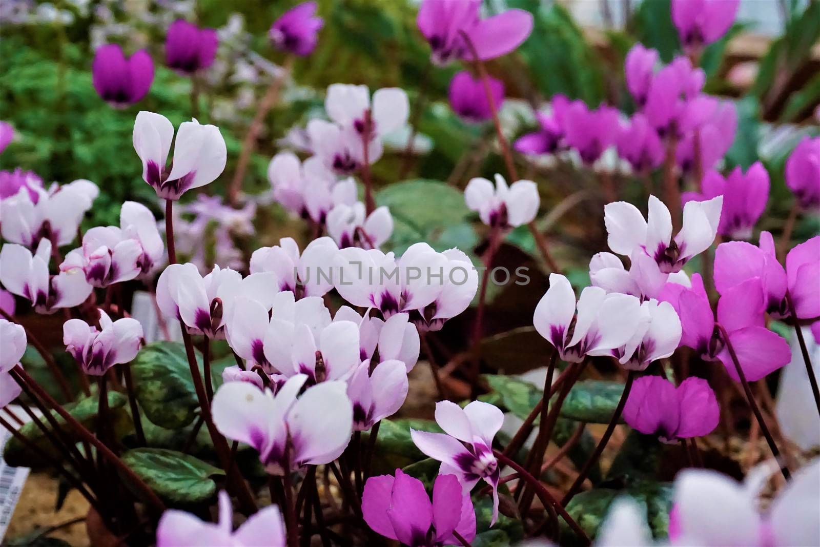 Beautiful cyclamen flowers growing in the Royal Botanical Garden of Edinburgh, Scotland