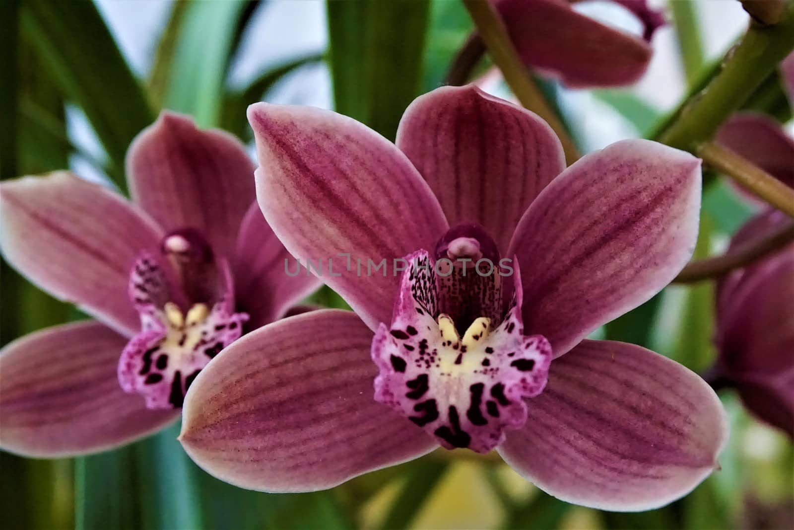 Close-up of two red and white Cymbidium orchid blossoms