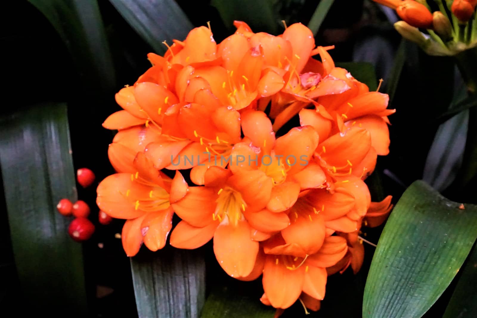 Blooming Clivia miniata in the Royal Botanical Garden Edinburgh, Scotland