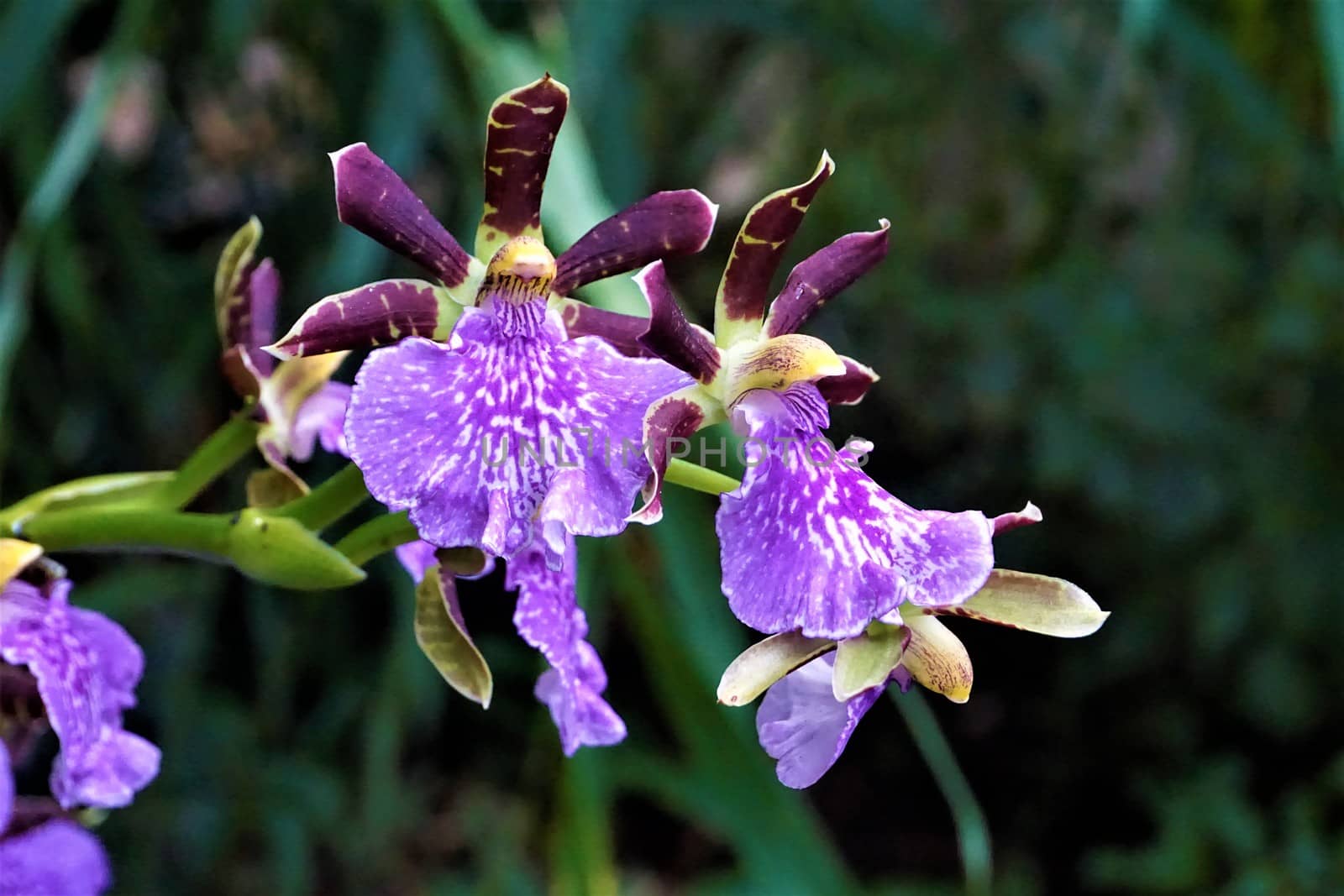 Beautiful Zygopetalum Sanderae blossoms in the Royal Botanical Garden Edinburgh, Scotland