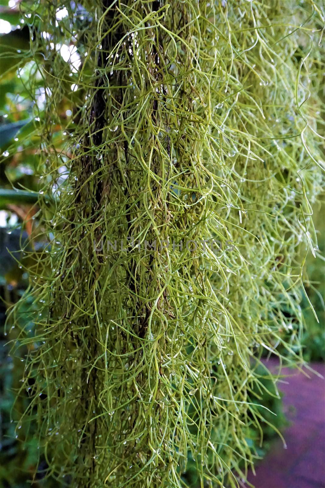 Curtain of wet Spanish moss - Tillandis usneoides - with drops