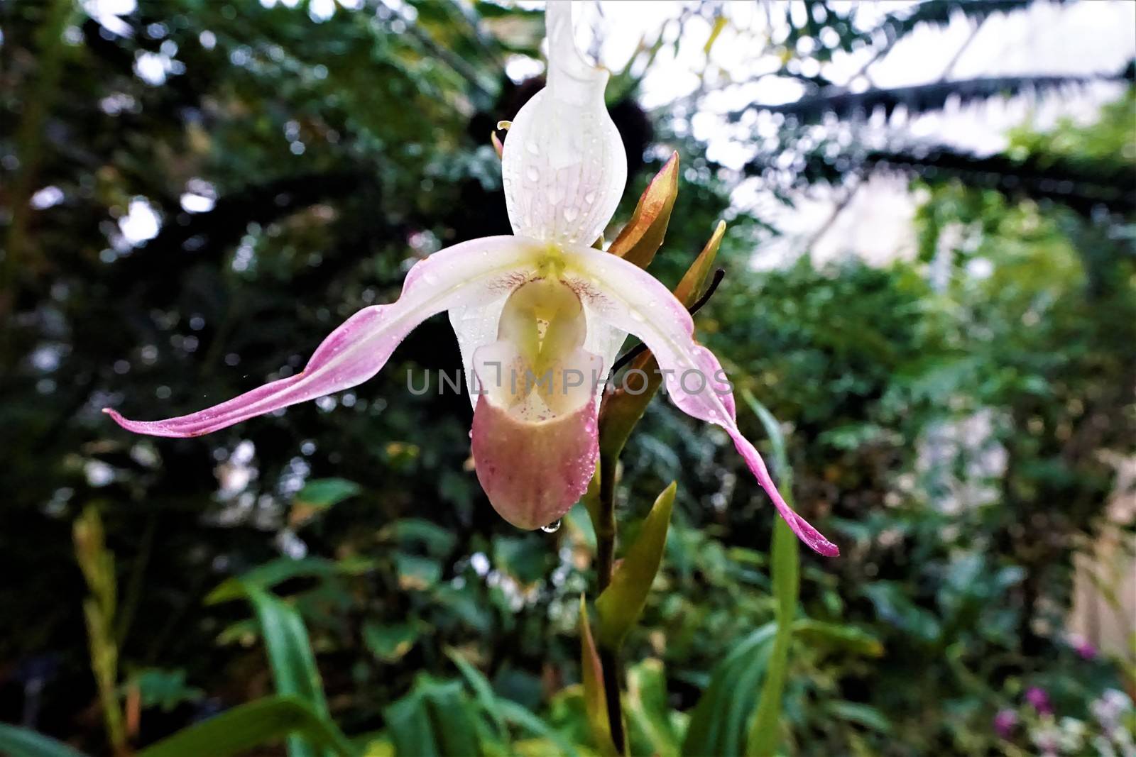 Beautiful white and pink Paphiopedilum blossom after rain shower