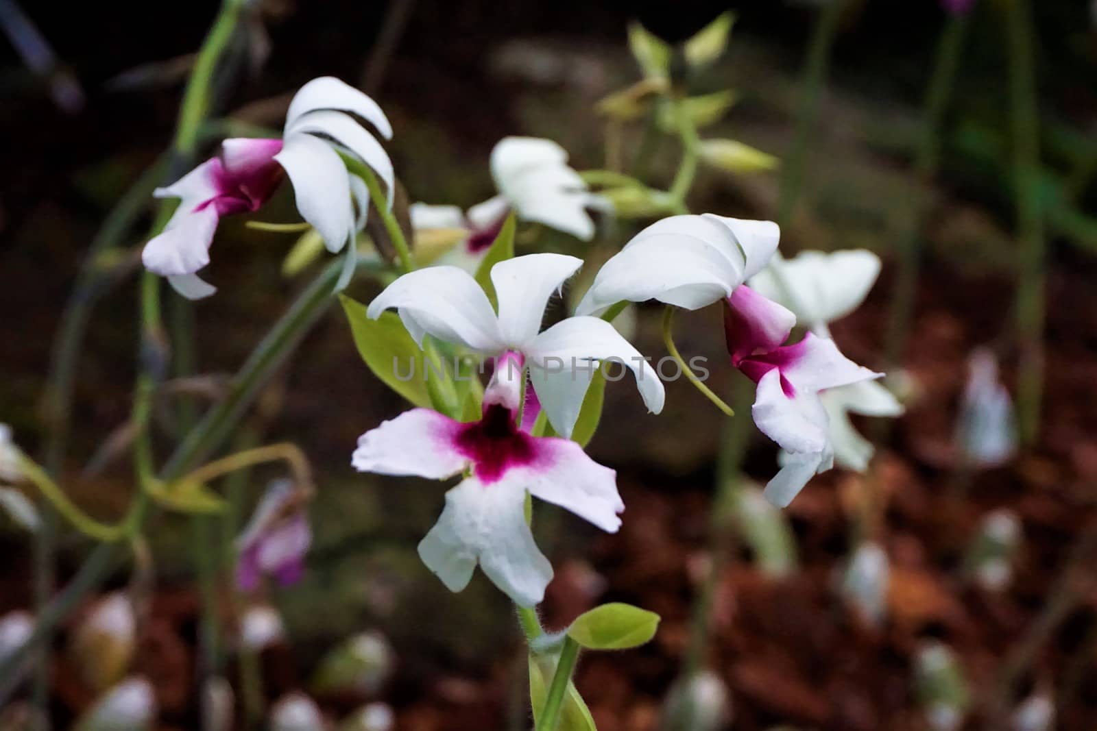 Beautiful unidentified pink and white blooming flower