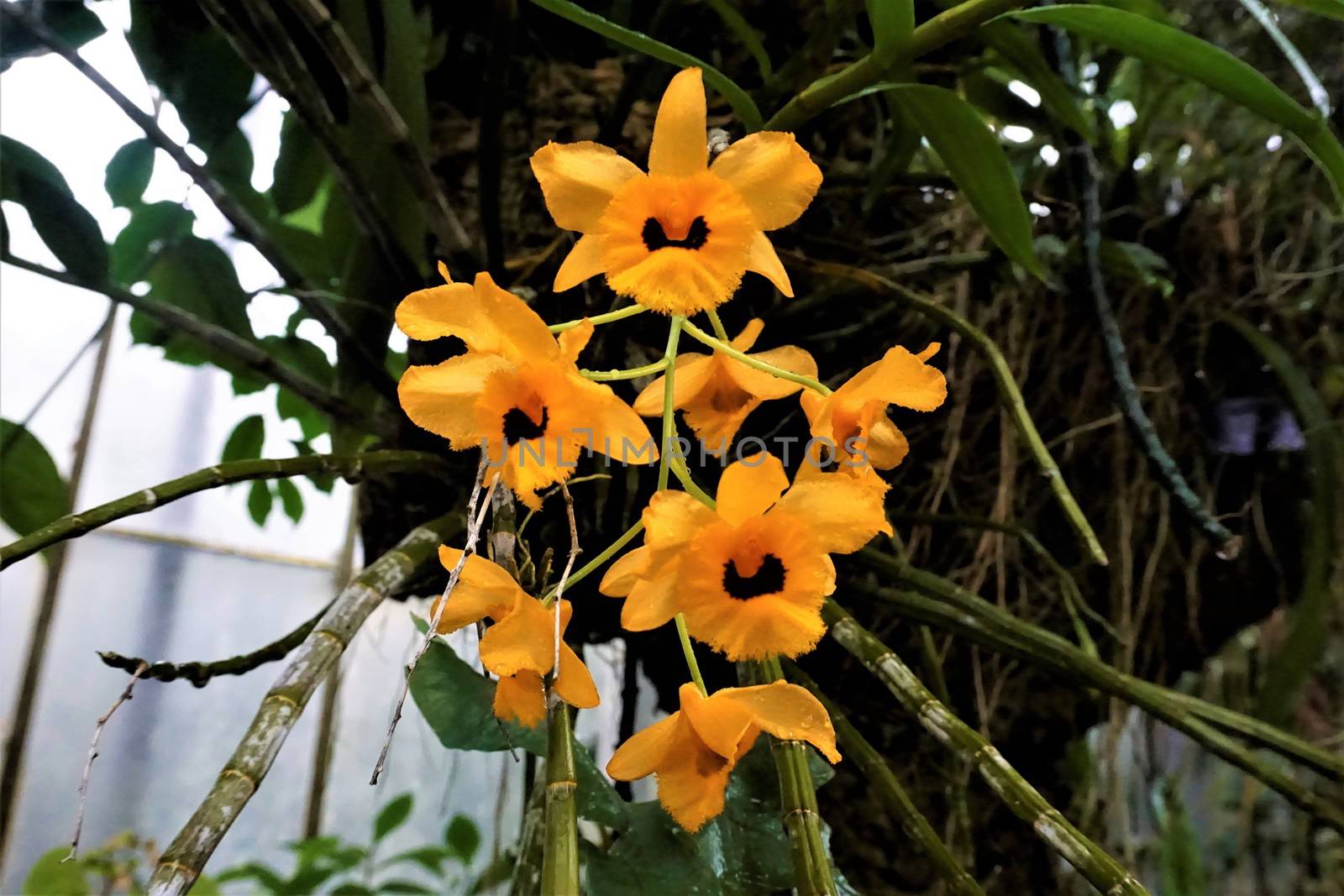 Yellow and black Dendrobium orchid blossoms by pisces2386