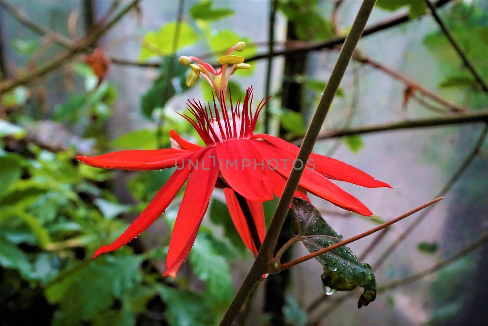 Red passionflower blossom in the Royal Botanic Garden Edinburgh, Scotland