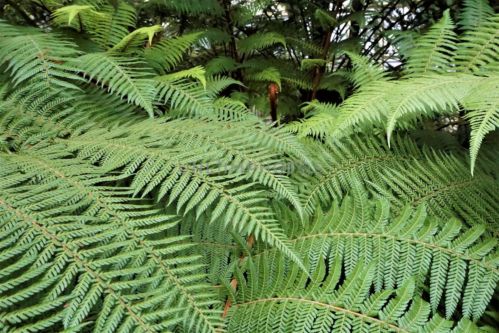 Ferns in the Royal Botanical Garden Edinburgh, Scotland