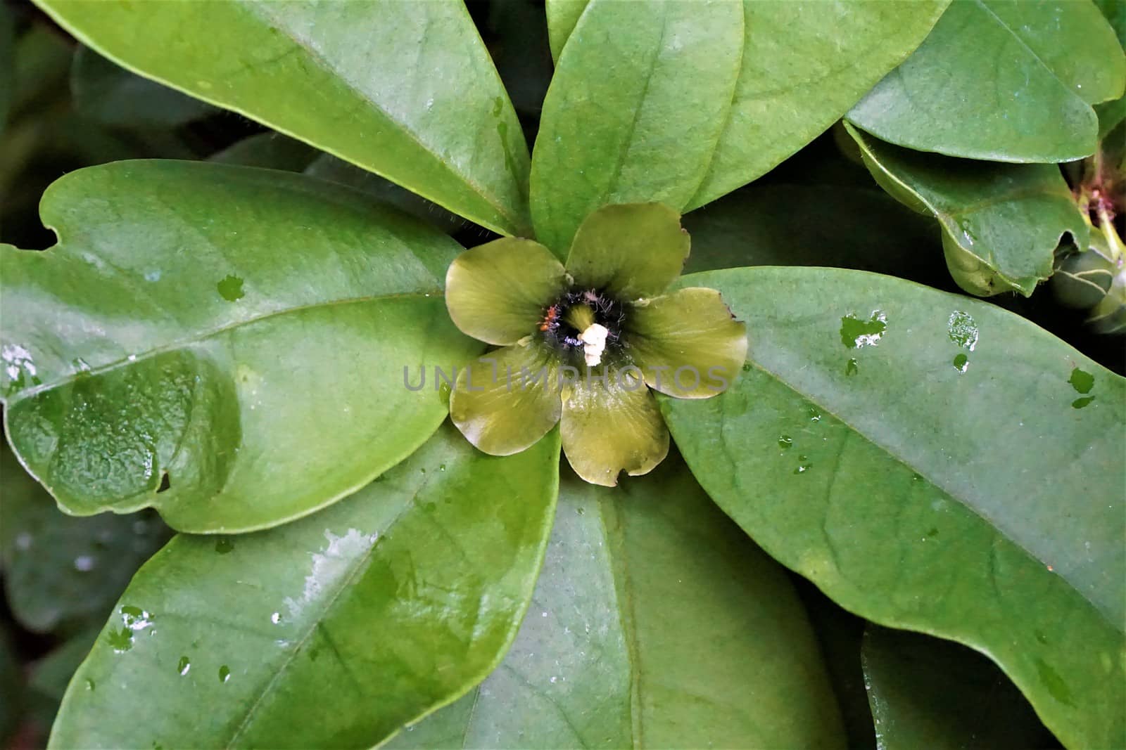 Beautiful unidentified green blossom green leaf flower