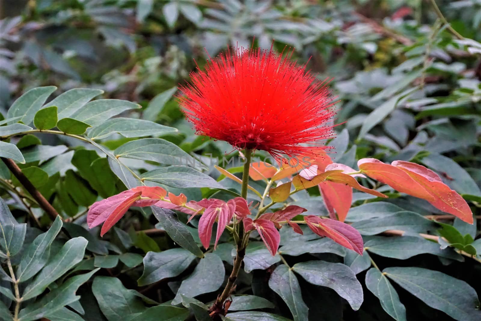 Red Powder Puff flower in the Royal Botanic Garden Edinburgh, Scotland