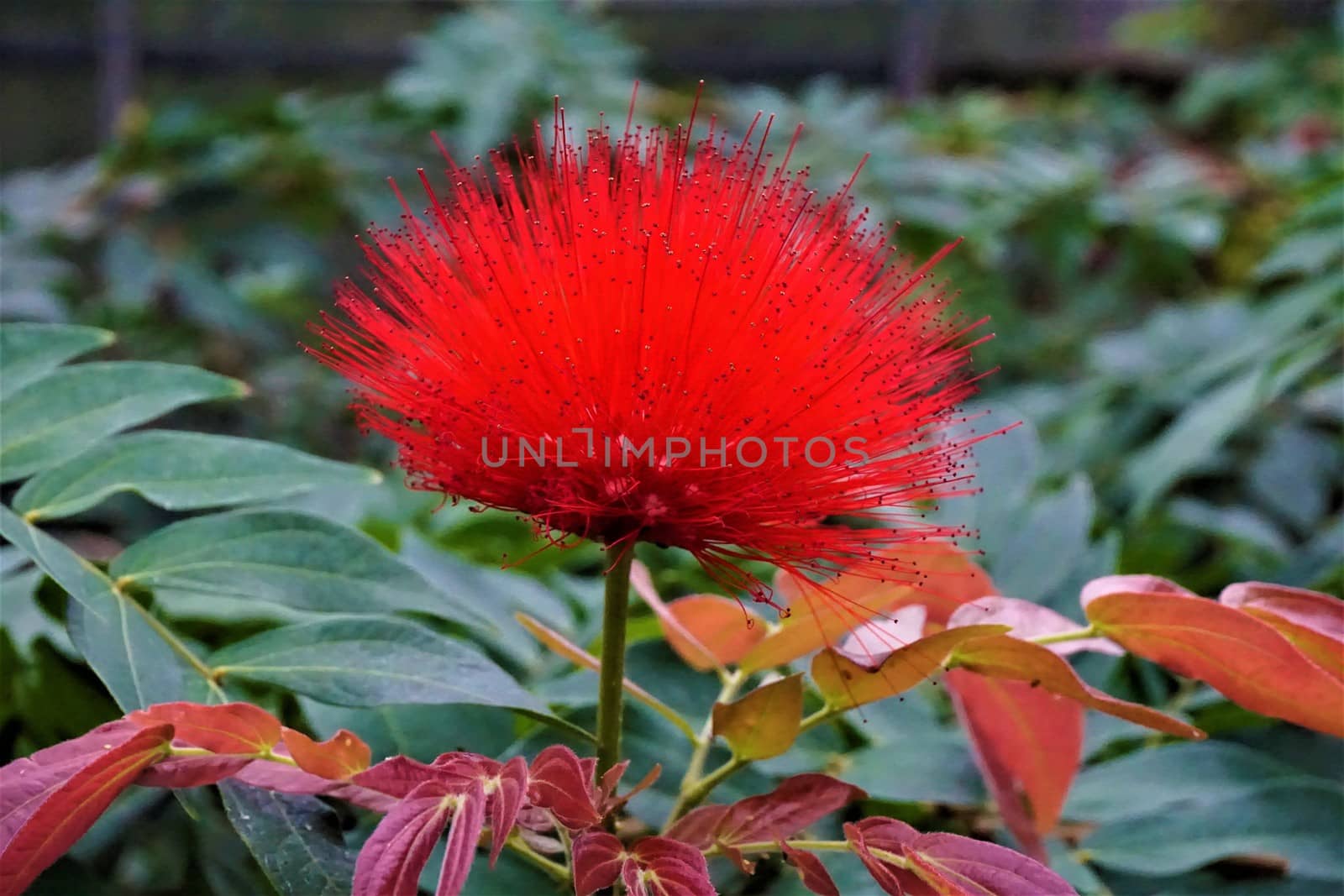 Beautiful blossom of the Red Powder Puff - Calliandra haematocephala