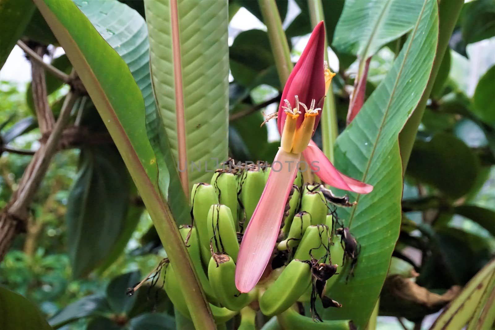Blossom and small green fruits of a banana tree