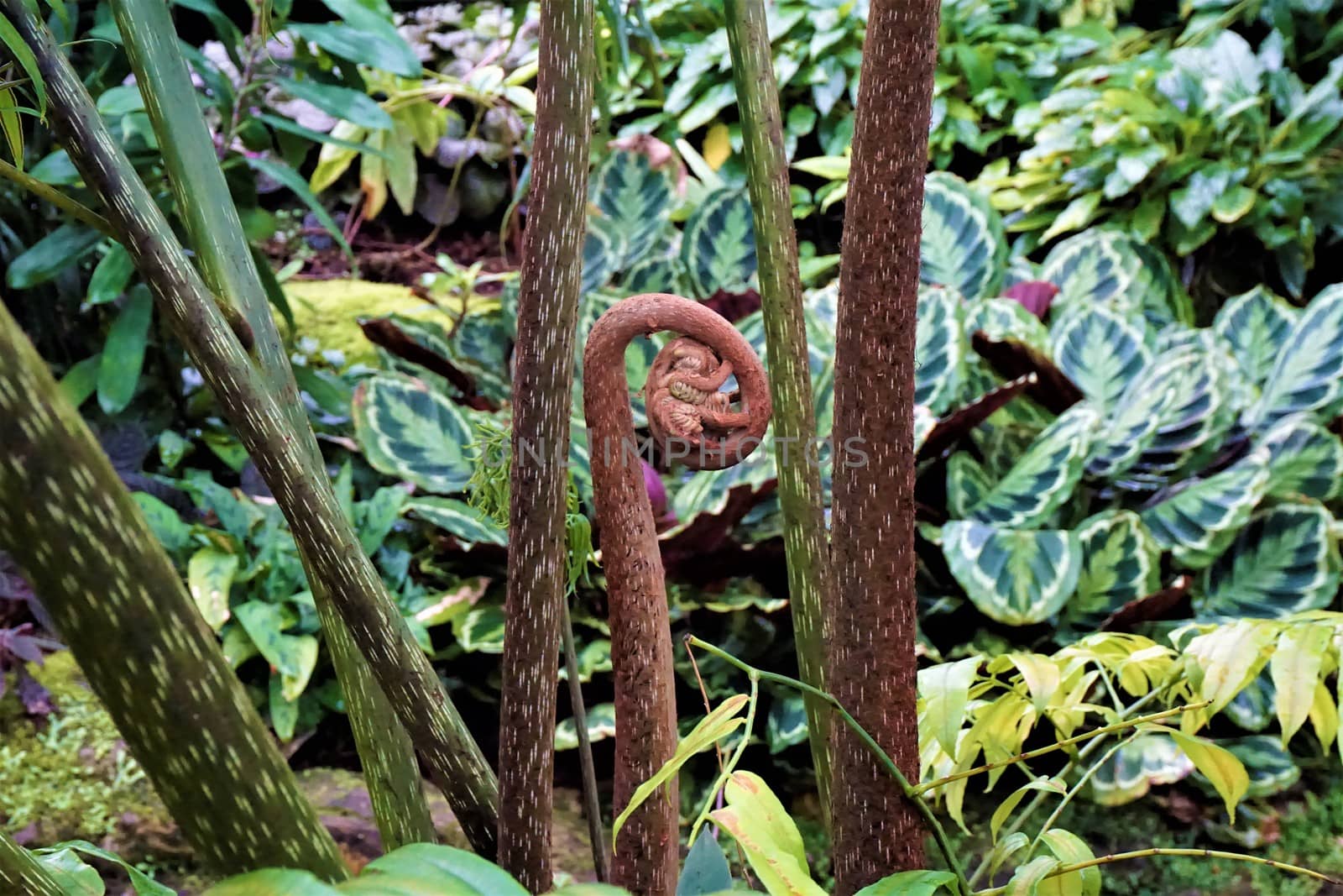 Fern unrolling a young frond in the jungle