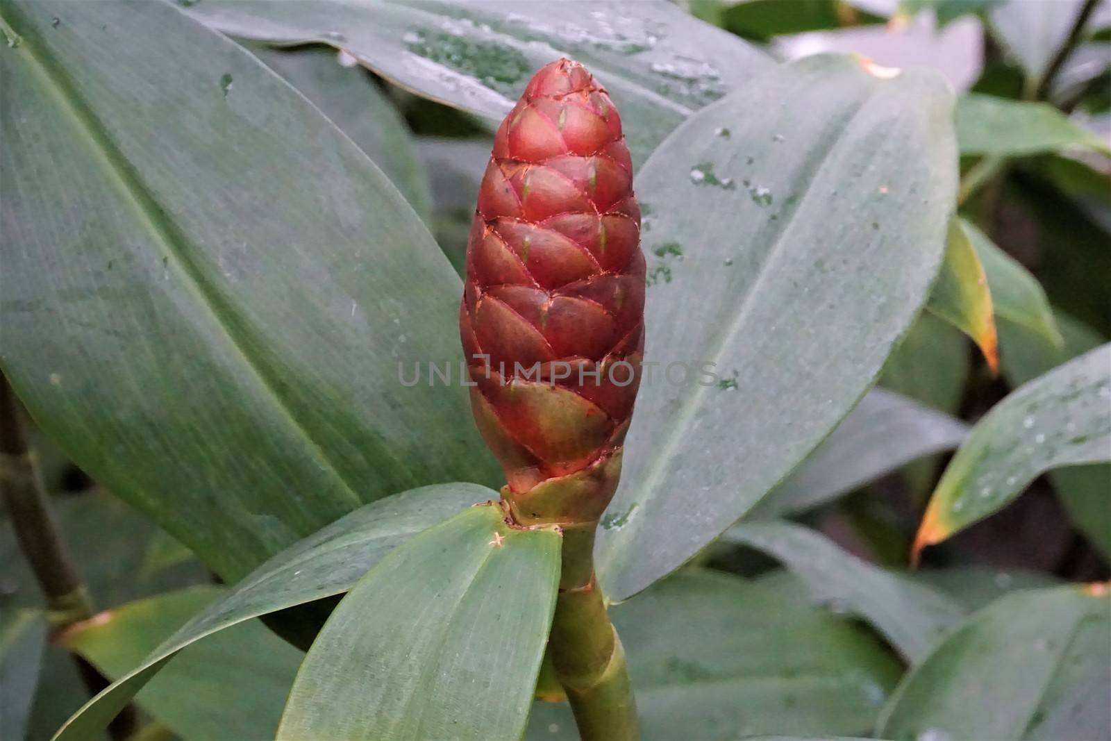 Blossom of a Zingiber plant in the Royal Botanic Garden Edinburgh