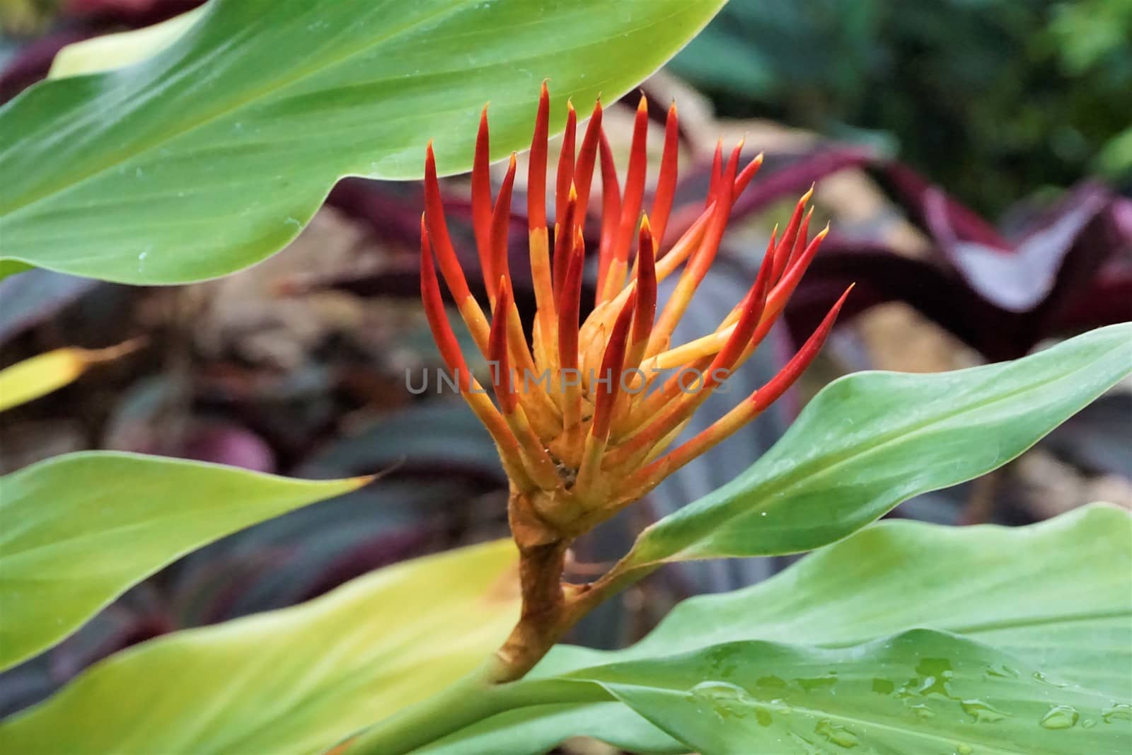 Close-up of a beautiful yellow and red fringed blossom