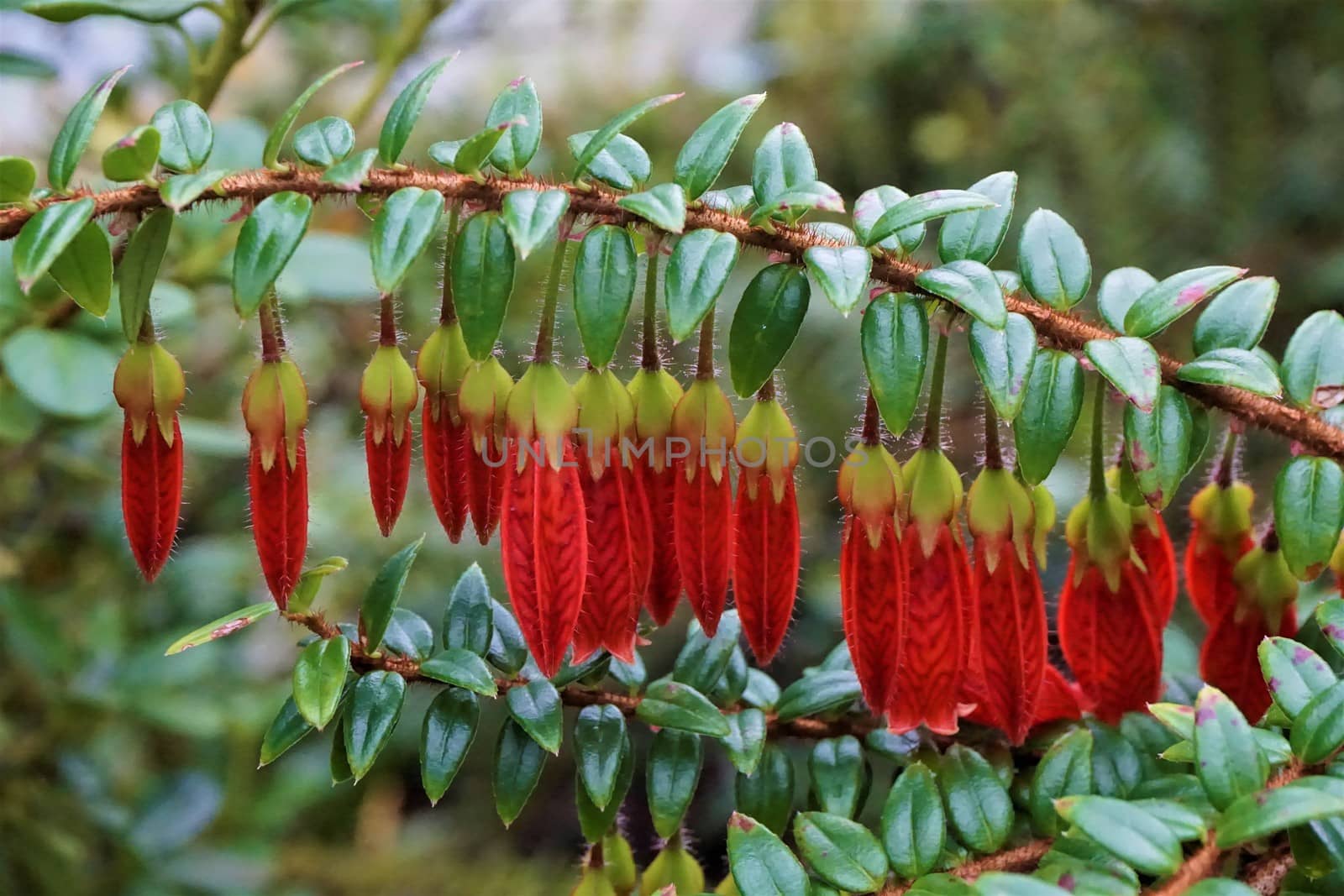 Close-up of beautiful red blooming Agapetes Serpens flowers