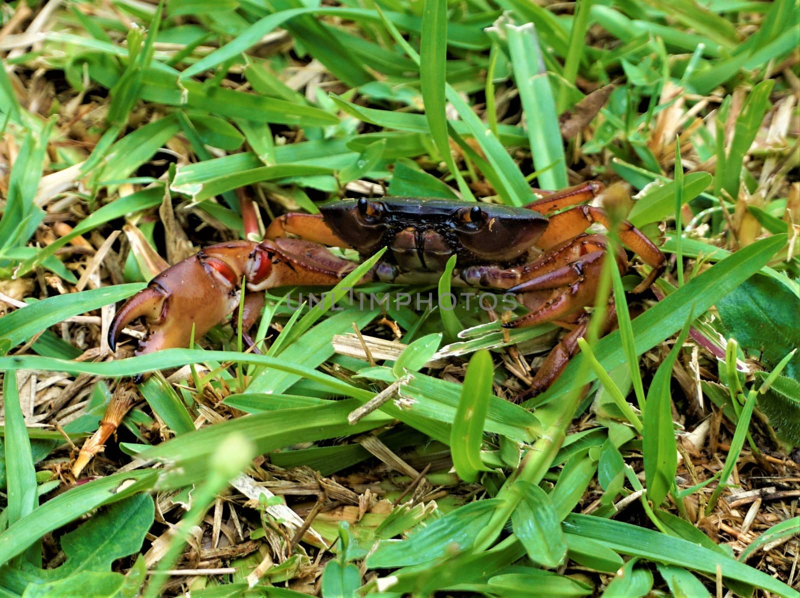 Land Crab in Juan Castro Blanco National Park by pisces2386