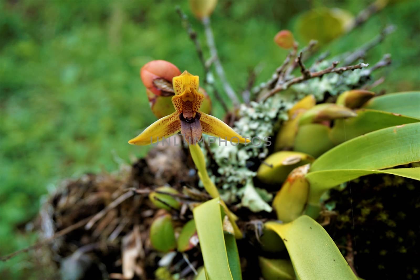 Maxillaria cucullata Orchid in Juan Castro Blanco National Park, Costa Rica