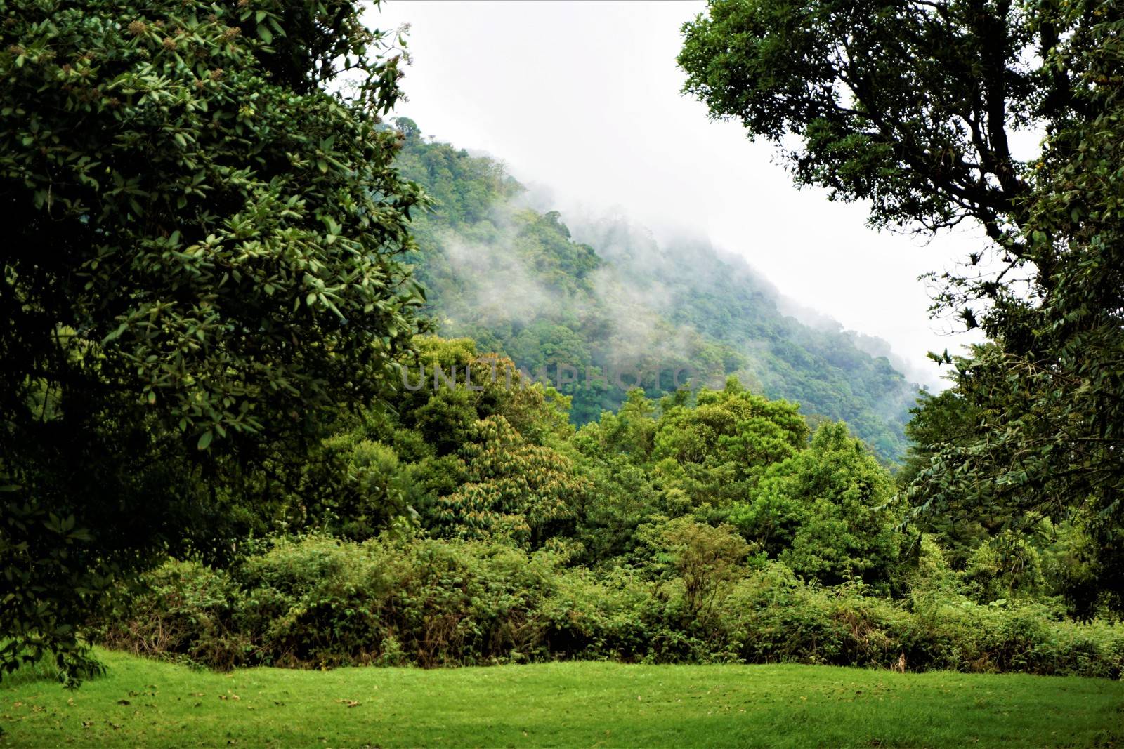 Cloud Forest in the Juan Castro Blanco National Park by pisces2386