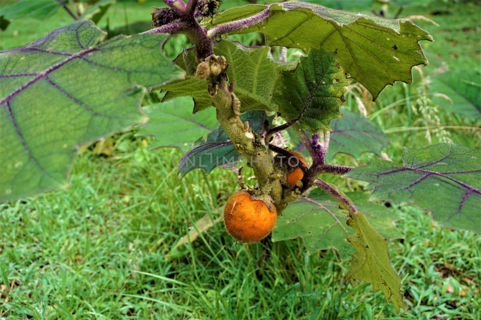 Solanum quitoense fruit in Juan Castro Blanco National Park, Costa Rica