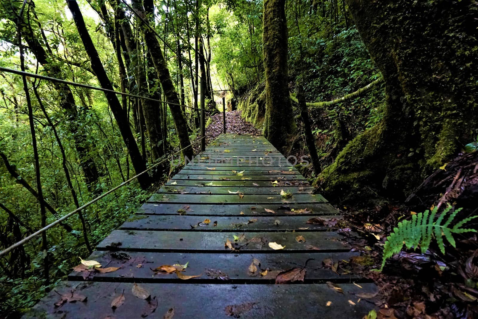 Jungle bridge in Juan Castro Blanco National Park, Costa Rica