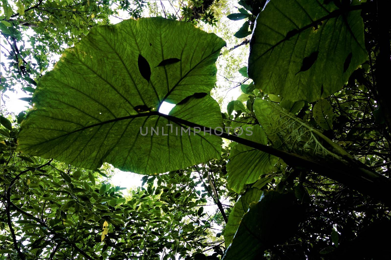 Huge elephant ear leaves in Juan Castro Blanco National Park by pisces2386