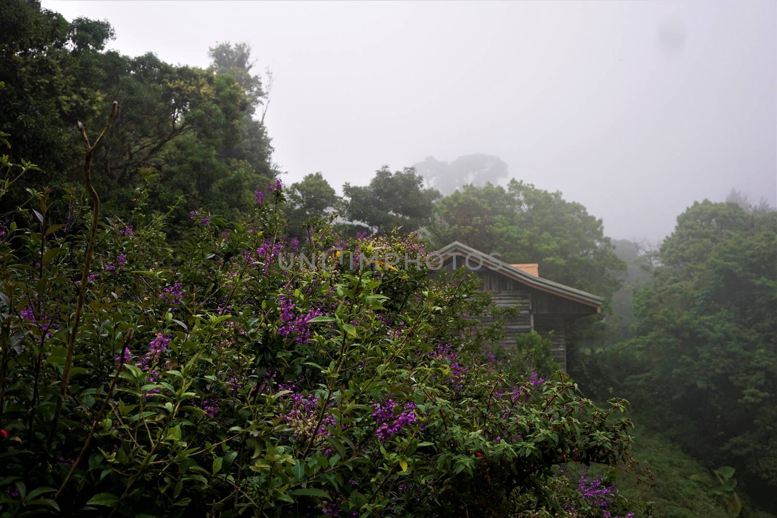 House and plants in Juan Castro Blanco National Park on misty morning by pisces2386