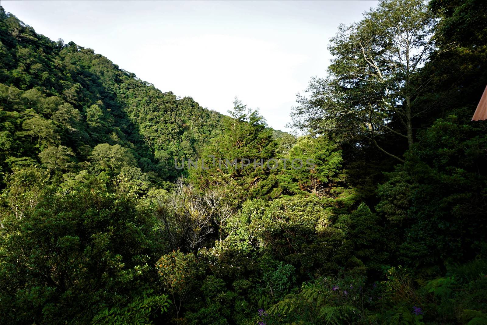 View over the rainforest in Juan Castro Blanco National Park on sunny morning by pisces2386