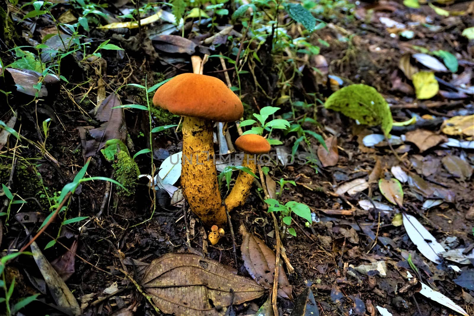 Unidentified orange-brown mushrooms in Juan Castro Blanco National Park, Costa Rica