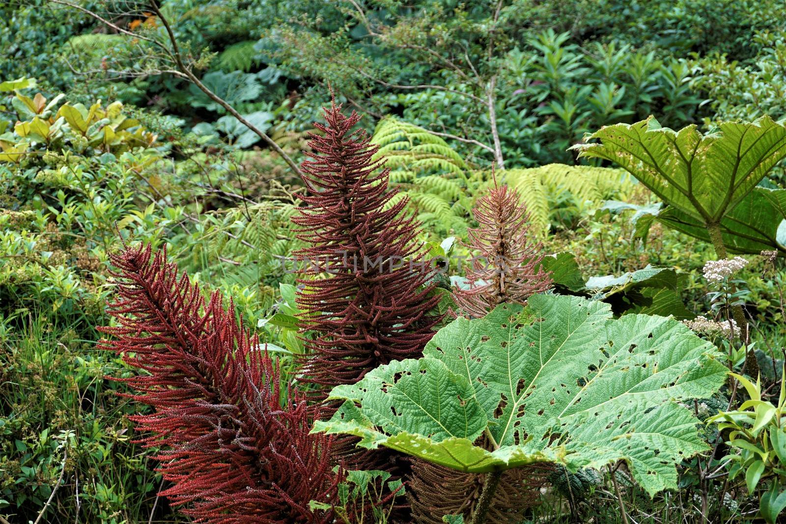 Gunnera insignis plant and inflorescence in Juan Castro Blanco National Park, Costa Rica