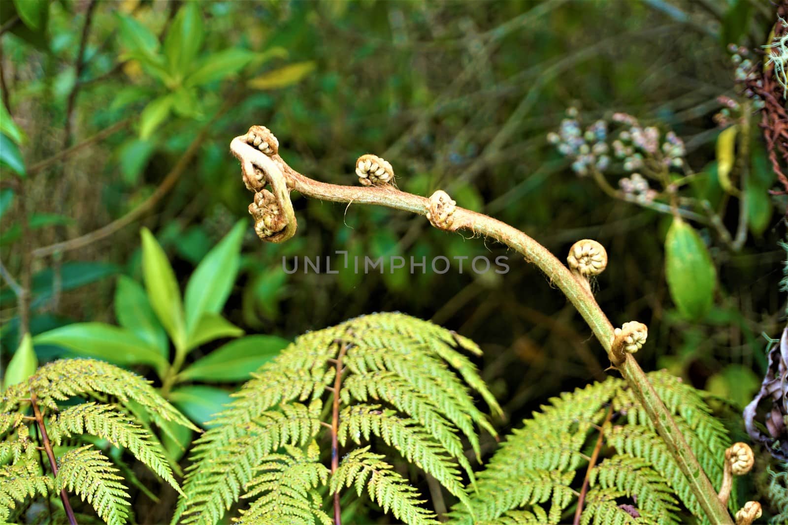 Unwinding fern leaves in Juan Castro Blanco National Park, Costa Rica