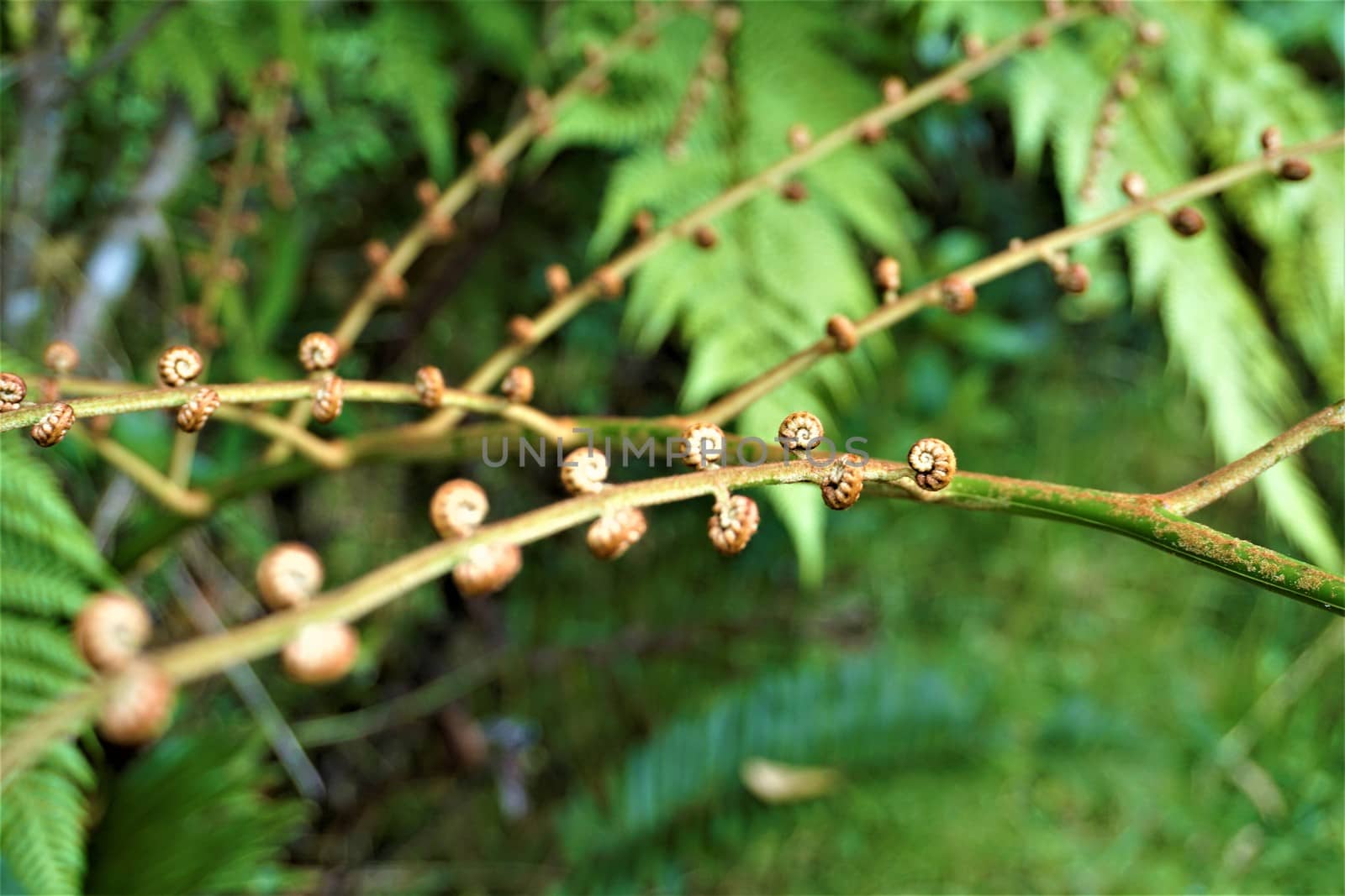 Unrolling fern leaves in Juan Castro Blanco National Park, Costa Rica