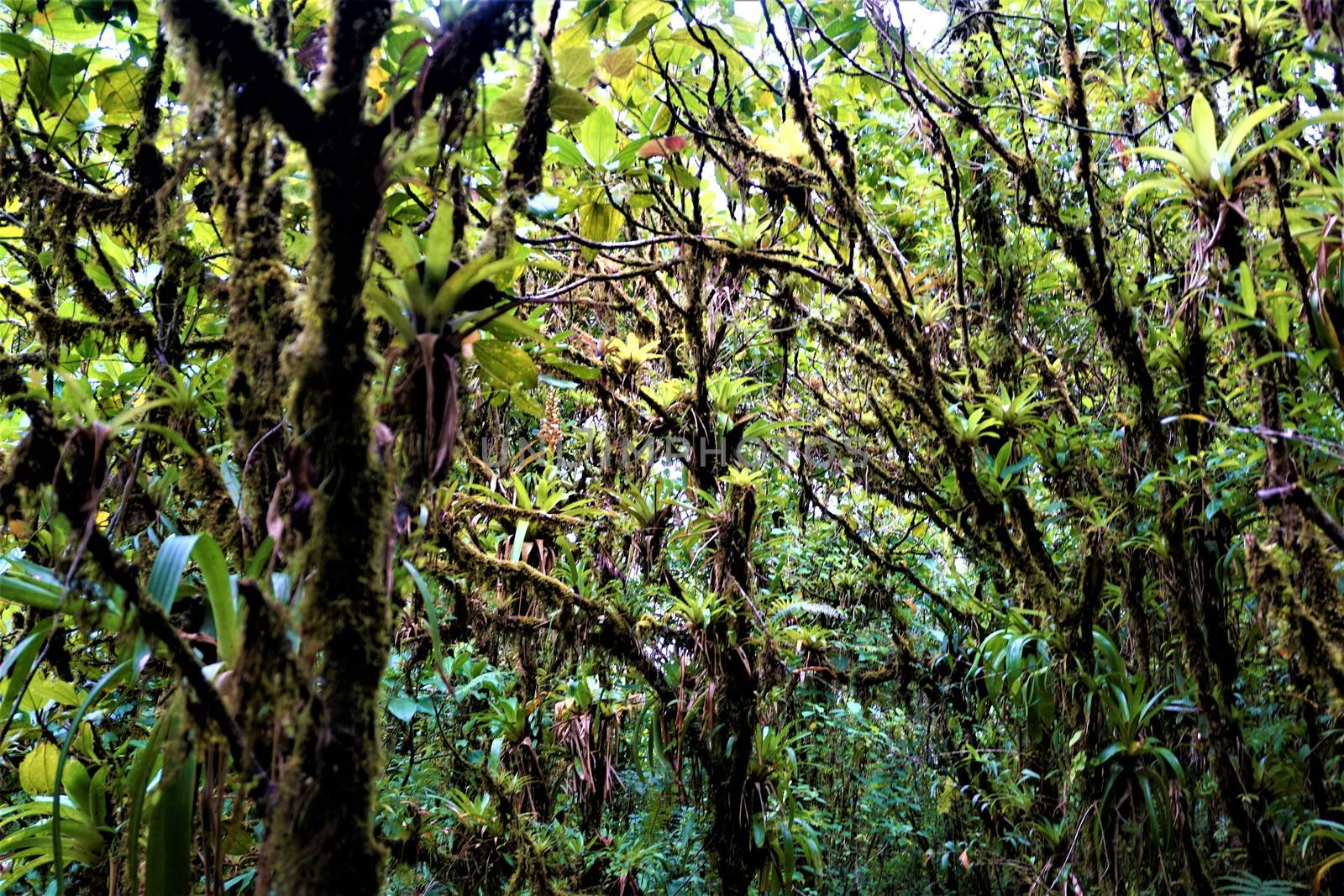 Bromelias and moss growing on trees in Juan Castro Blanco National Park, Costa Rica