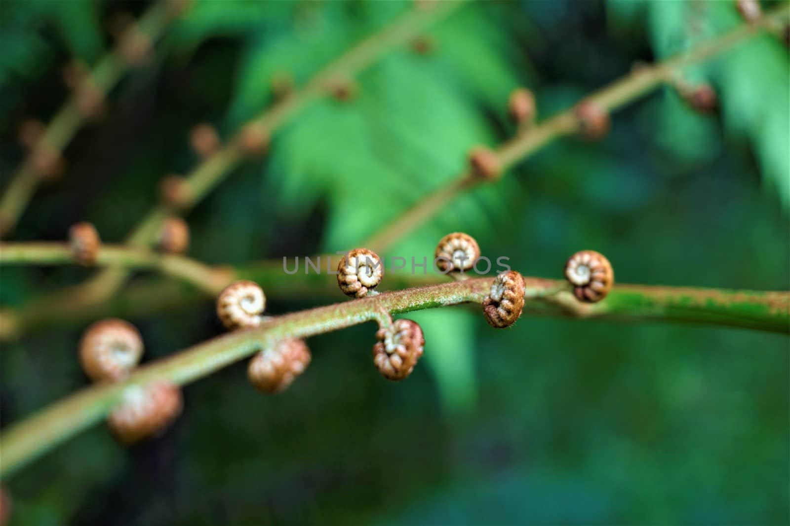 Juan Castro Blanco National Park, Costa Rica unfolding fern leaves