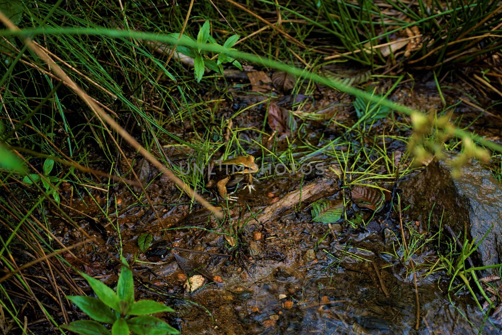 Lithobates vibicarius sitting in Juan Castro Blanco National Park, Costa Rica