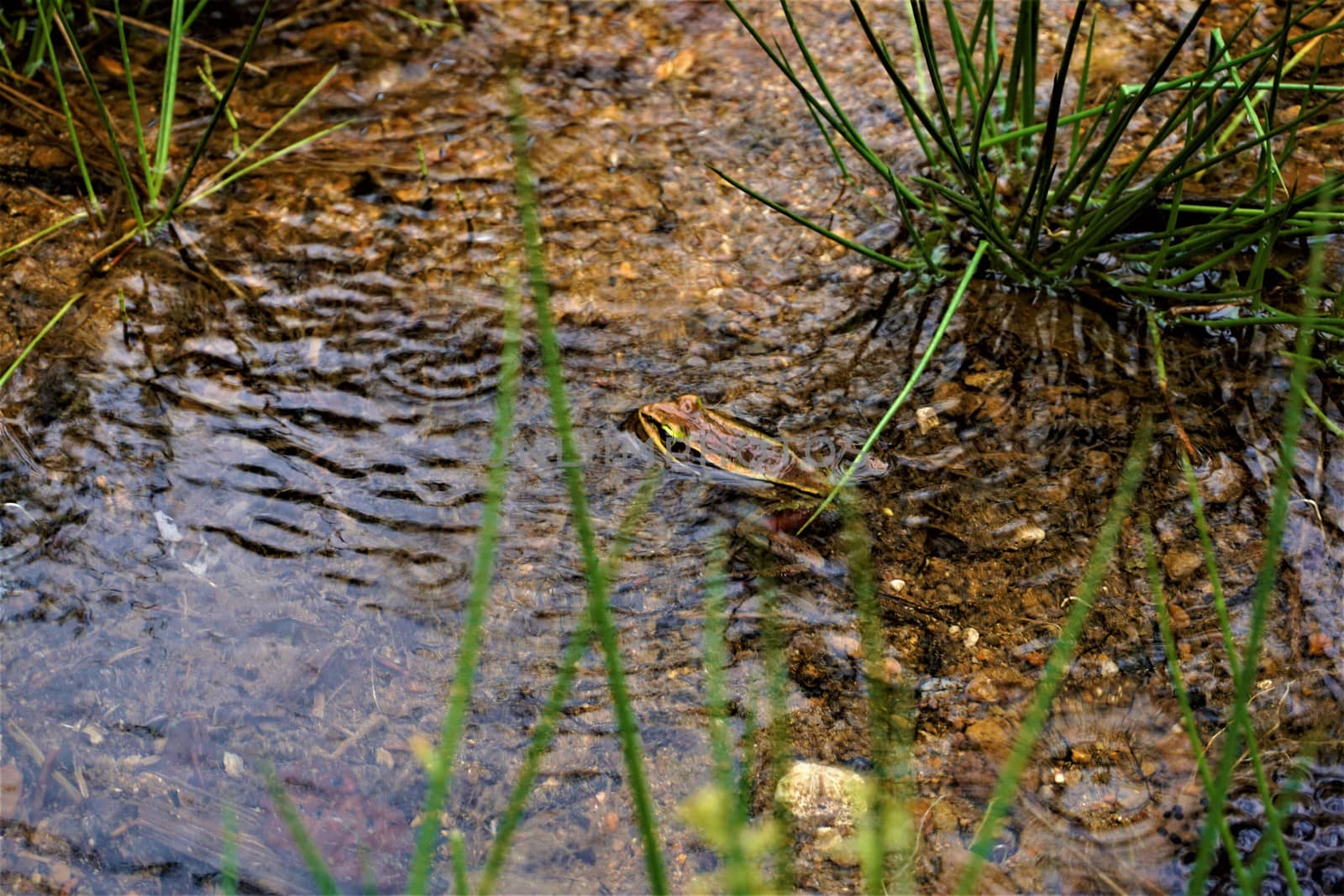 Lithobates vibicarius swimming in Juan Castro Blanco National Park, Costa Rica