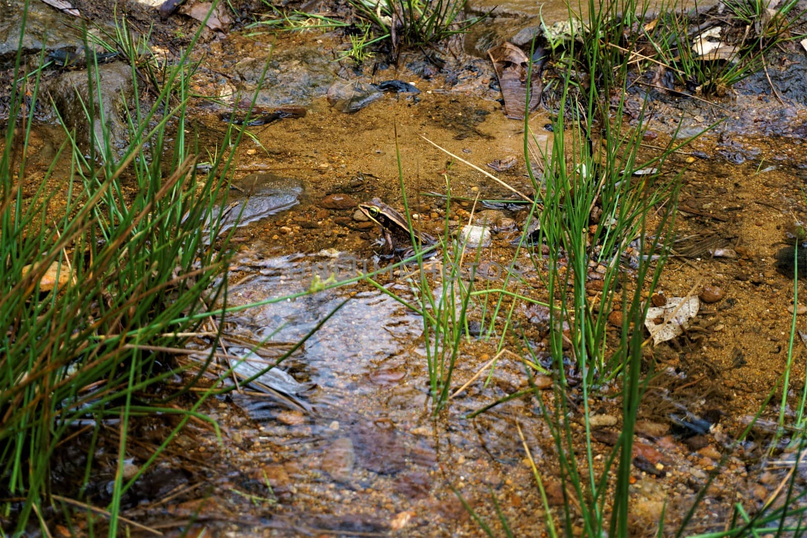 Lithobates vibicarius watching in Juan Castro Blanco National Park, Costa Rica