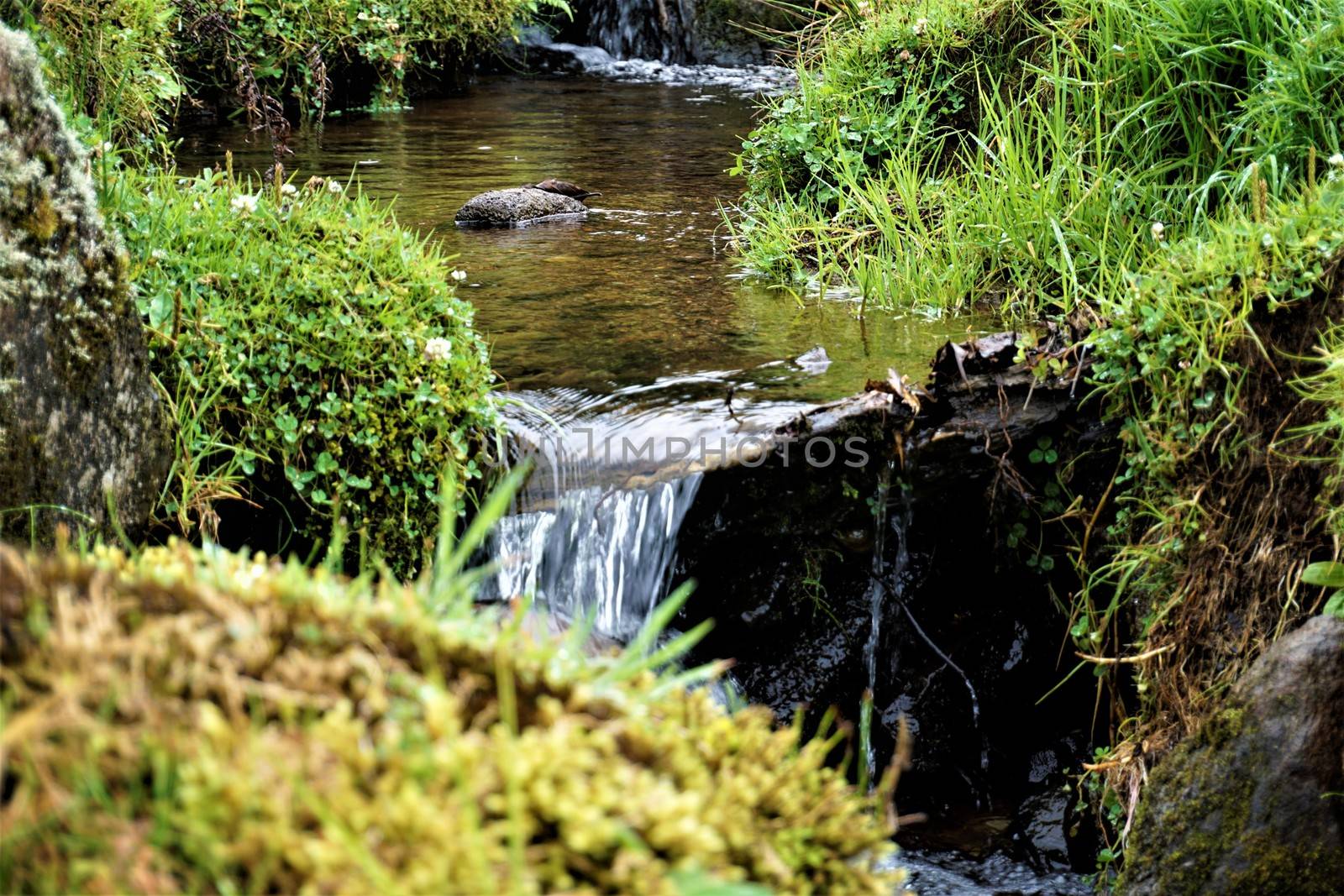 Small river near Pozo Verde in Juan Castro Blanco National Park, Costa Rica