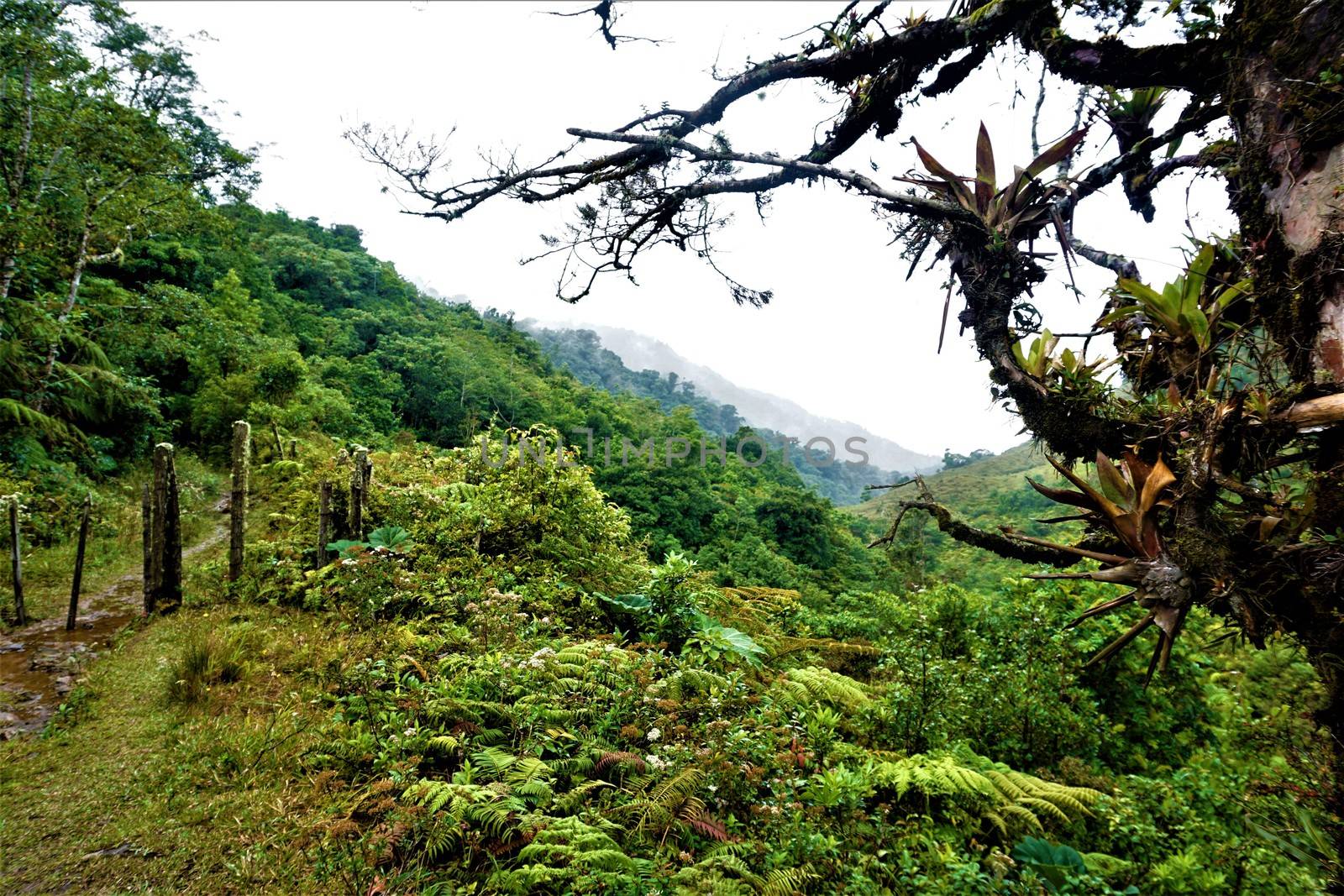 Beautiful landscape in Juan Castro Blanco National Park, Costa Rica